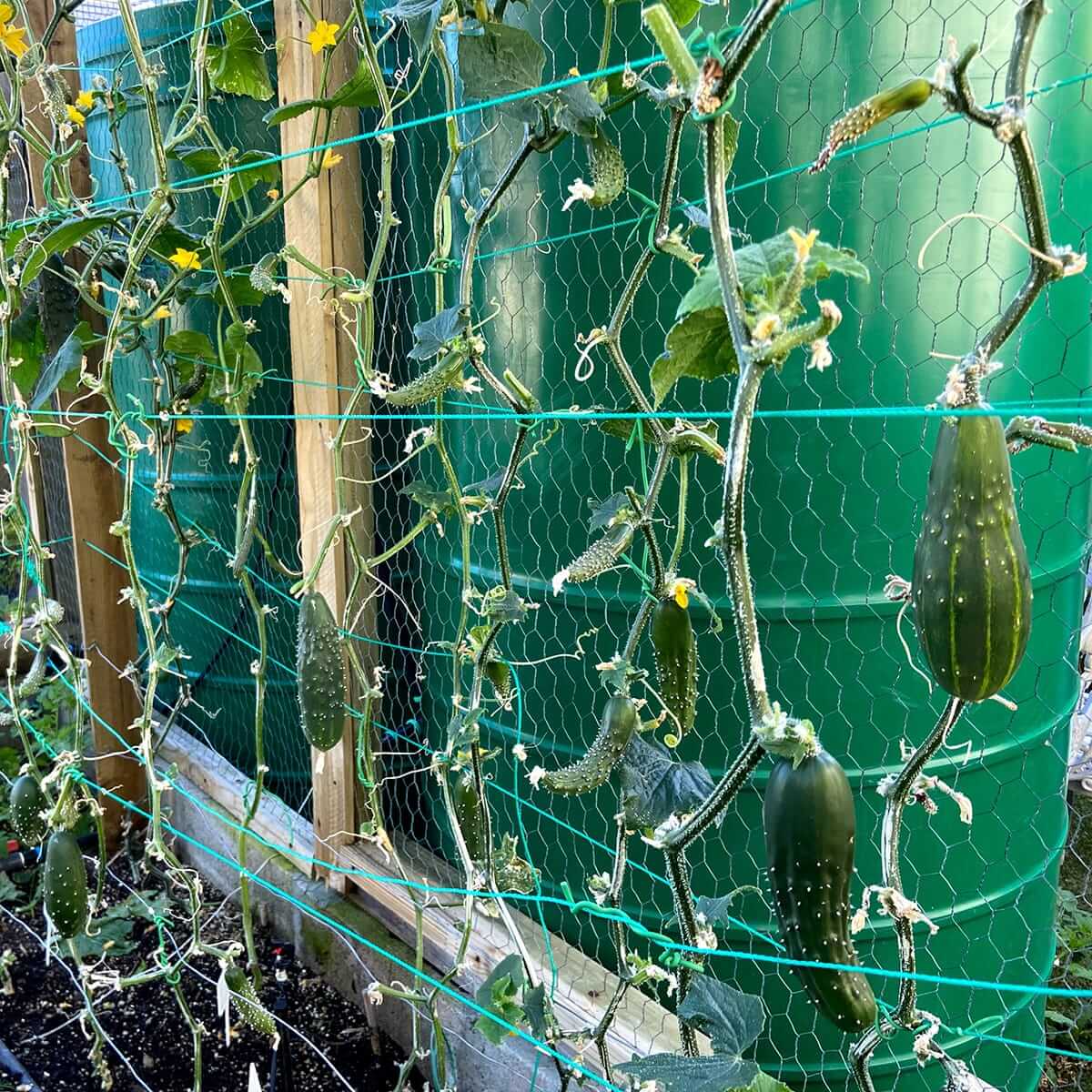 cucumber-all-thriving-IMG_2816.jpg