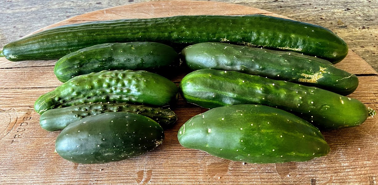 Harvested group of cucumbersIMG_2974.jpg