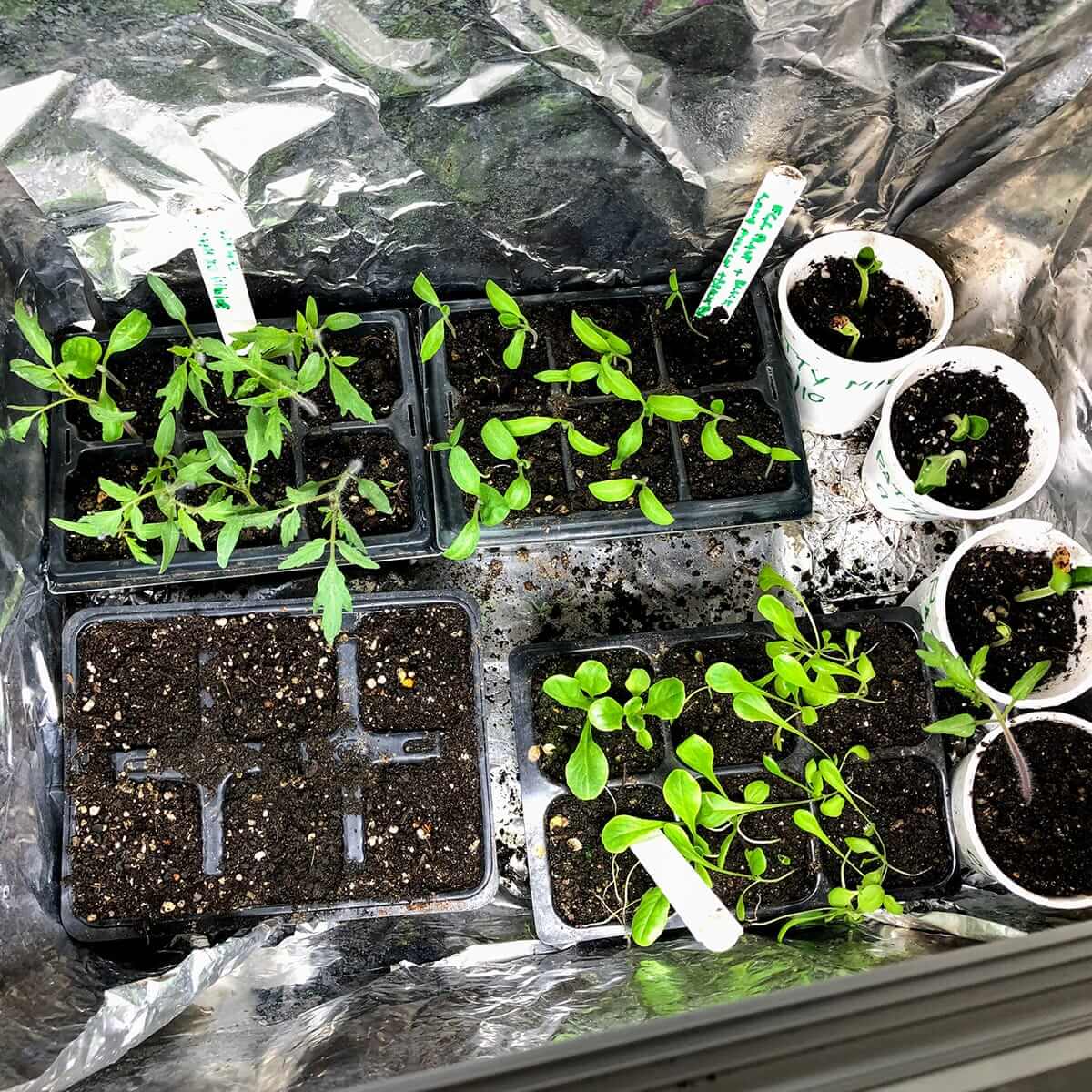 seedlings-growbox-1-IMG_3311.jpg