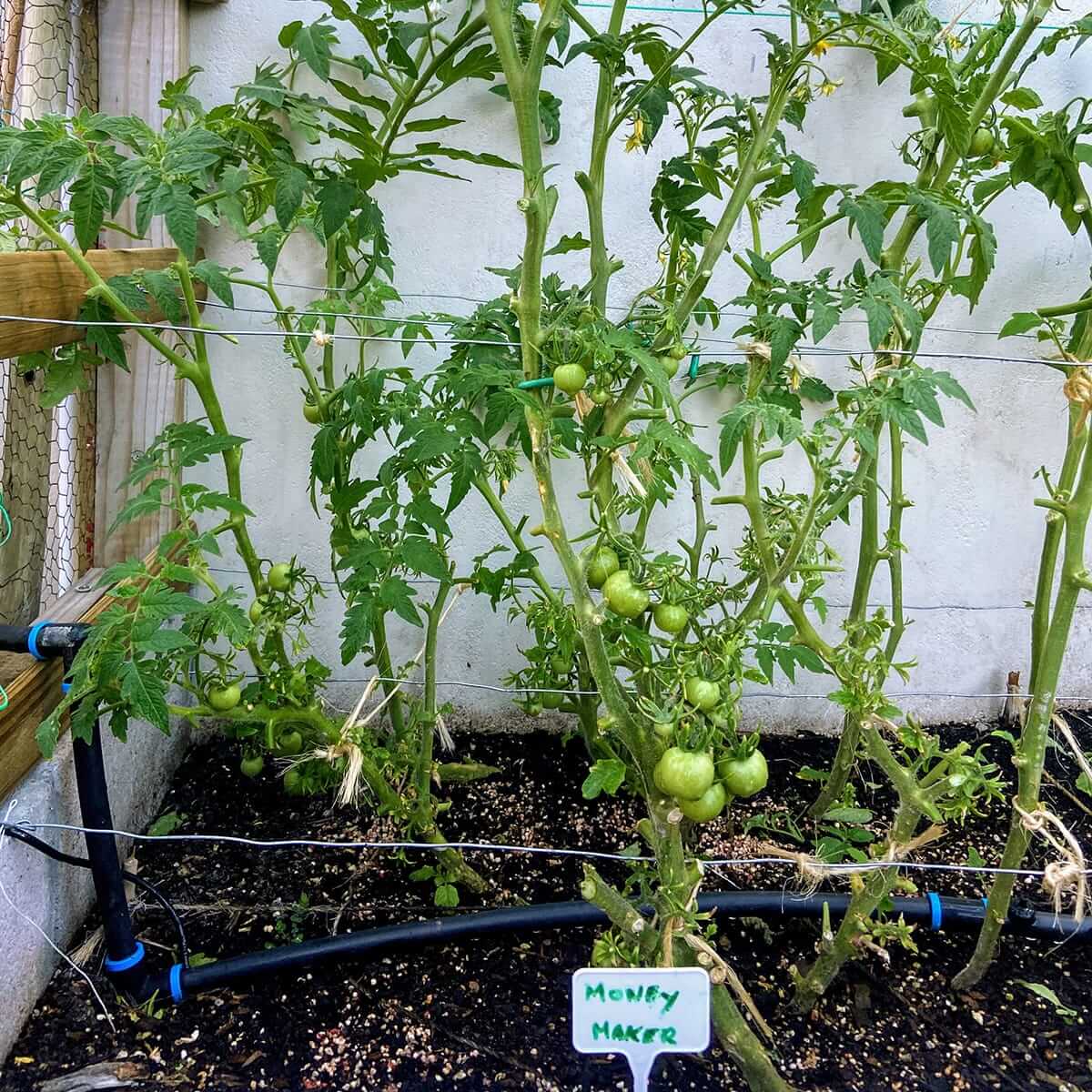 tomatoes-growing-productive-pruning-reveal-dec-7-IMG_2059.jpg