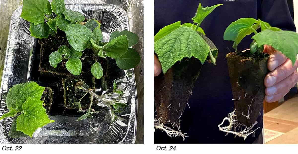 quad-seedlings-over-october-6-weeks-growth.jpg