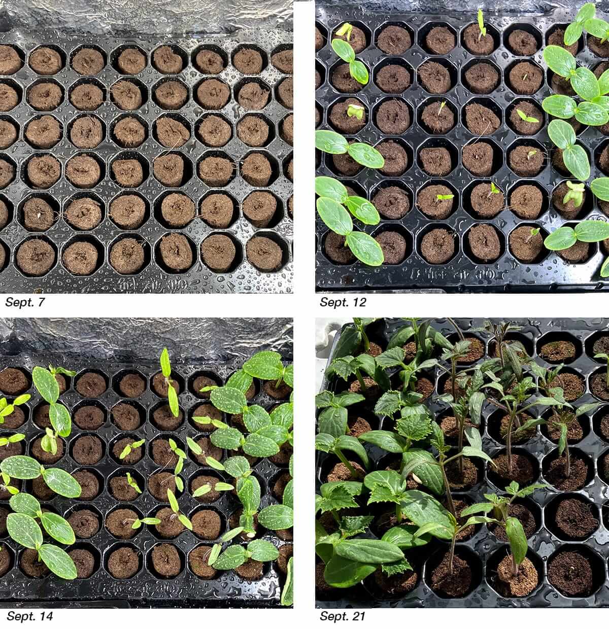 quad-seedlings-over-4-weeks-growth.jpg