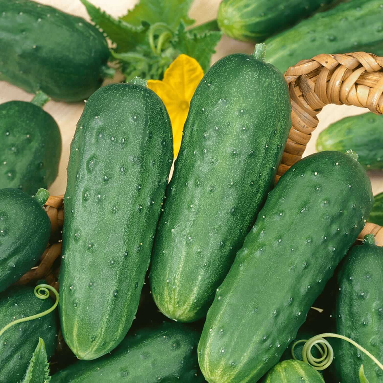 vegetables-pickling-cucumbers.jpg