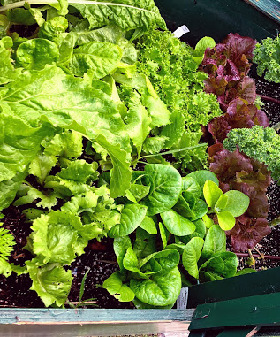 Lettuce_3_cultivars_IMG_3525.jpg