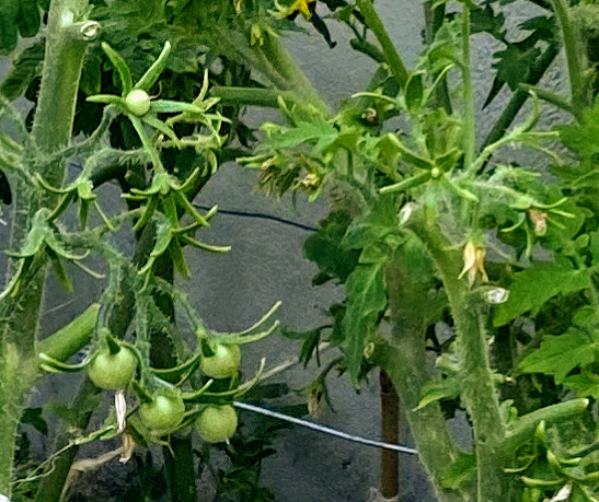 Tomatoes_pollination_IMG_1978.jpg