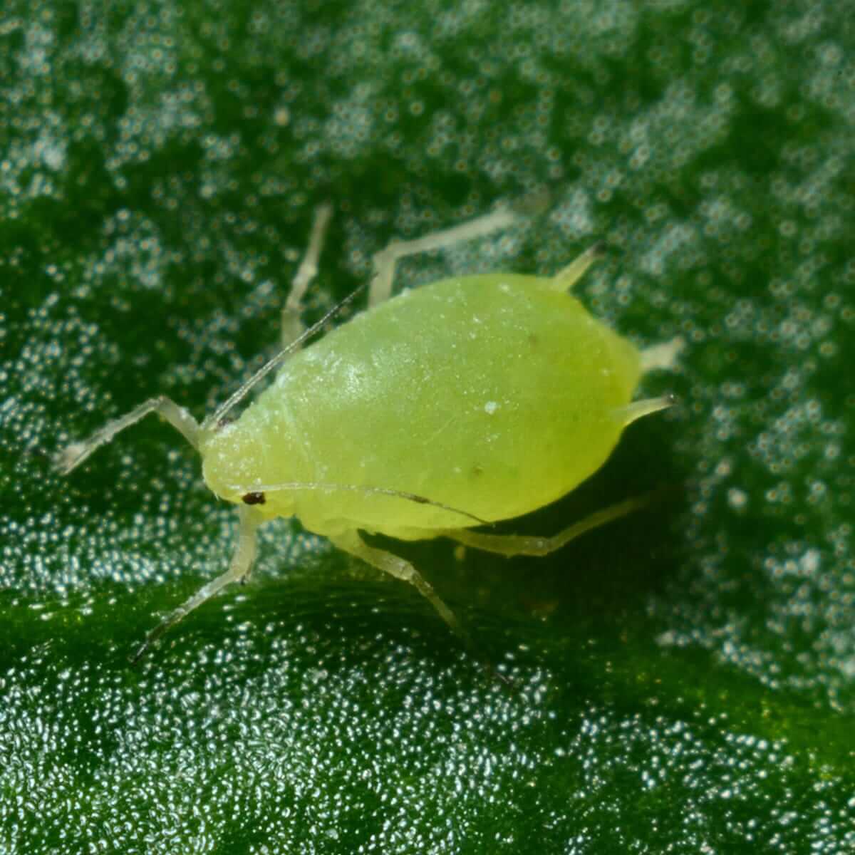 aphids-large-on-leaf-iStock-1189138446.jpg