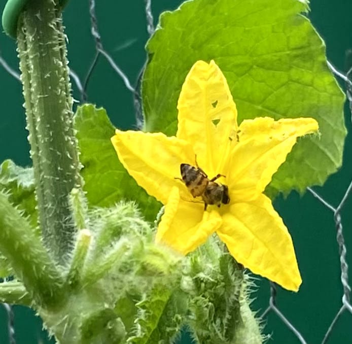 environment-cucmbers-flower-bee-IMG_2346.jpg