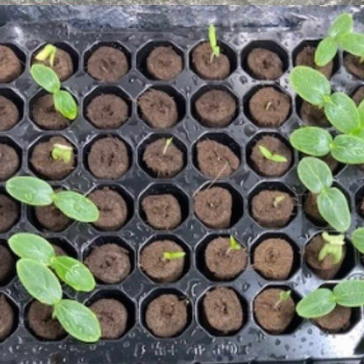 seedlings-day-5.jpg