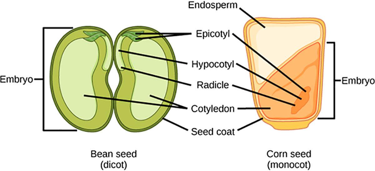 seed-anatomy-bean-corn-dicot-monocot-big.jpg